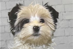 Melanie - Yorkshire Terrier - Yorkie for sale