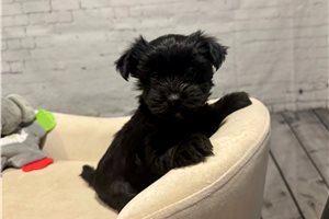 Watson - Yorkshire Terrier - Yorkie for sale