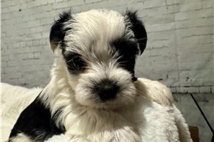August - Shorkie for sale
