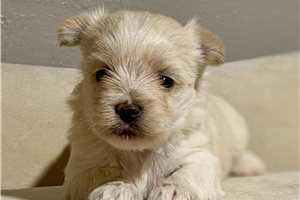 Opal - puppy for sale