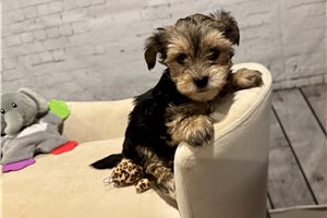 Warren - Yorkshire Terrier - Yorkie for sale