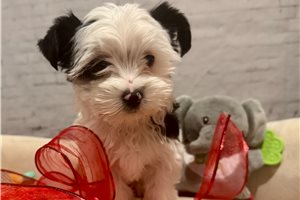 Melanie - Yorkshire Terrier - Yorkie for sale