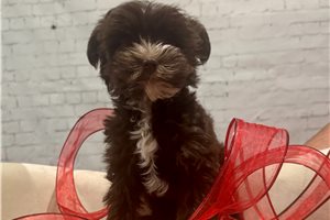 Milo - Yorkshire Terrier - Yorkie for sale