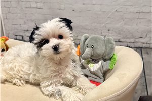 Melanie - Yorkshire Terrier - Yorkie for sale