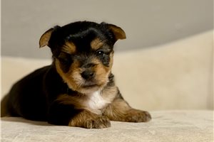 Owen - Yorkie for sale