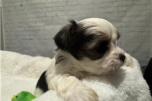 Andy - Shorkie for sale