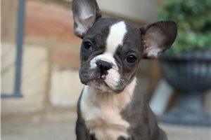 Alistair | Puppies For Sale at Pawrade