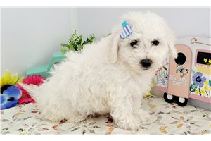 Avery - Bichon Frise for sale