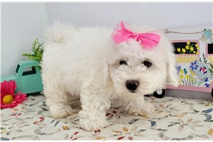 Kadeelyn - puppy for sale