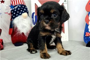 Victoria - Cavalier King Charles Spaniel for sale