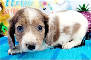 Balboa - puppy for sale