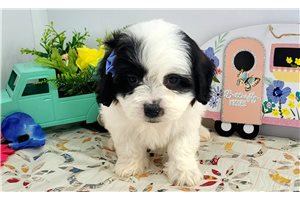 Lewis - puppy for sale