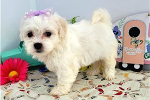 Lorelle - puppy for sale