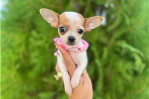 Sienna - Chihuahua for sale