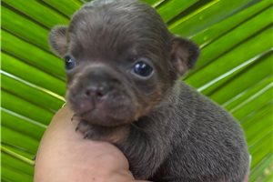 Sammy - Chihuahua for sale