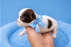 Gilbert - puppy for sale