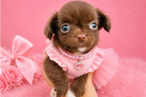 Tracey - Chihuahua for sale