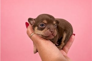 Jassy - puppy for sale