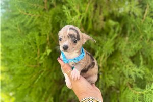 Seth - Chihuahua for sale