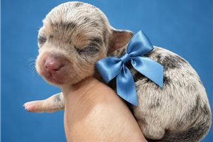 Silo - puppy for sale