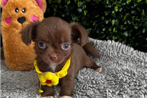 Tracey - Chihuahua for sale