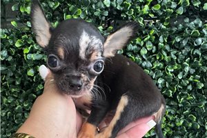 Sylvester - puppy for sale
