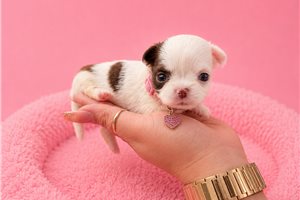 Giselle - Chihuahua for sale