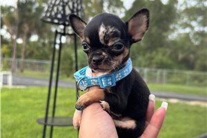 Sylvester - Chihuahua for sale