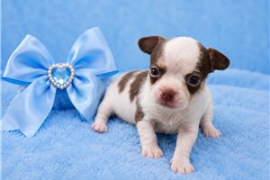 Roe - Chihuahua for sale