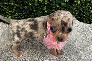 Baroness - Chihuahua for sale