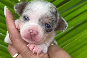 Silas - Chihuahua for sale