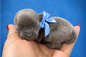 Sammy - puppy for sale