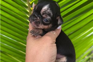 Sylvester - Chihuahua for sale