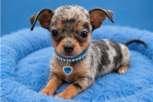 Silo - Chihuahua for sale