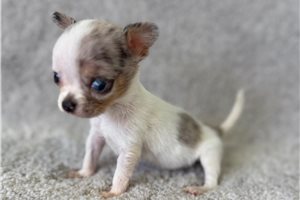 Sedona - puppy for sale