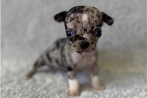 Seeker - Chihuahua for sale