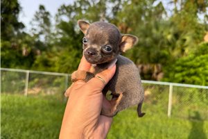 Sammy - Chihuahua for sale