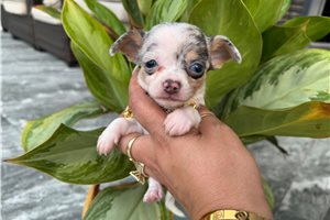 Silas - Chihuahua for sale