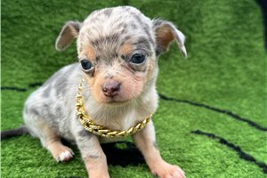 Silo - Chihuahua for sale