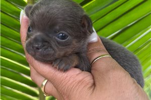 Sammy - Chihuahua for sale