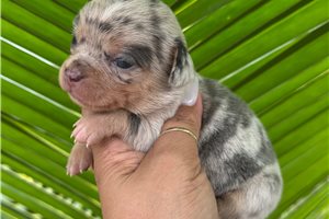 Silo - Chihuahua for sale