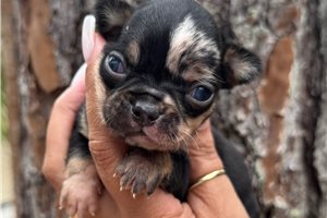 Sylvester - Chihuahua for sale