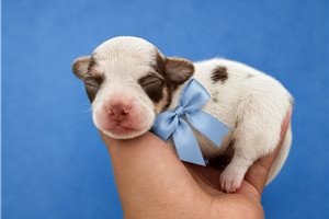Roe - Chihuahua for sale