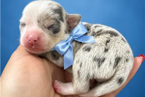Silas - Chihuahua for sale