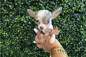 Silas - puppy for sale