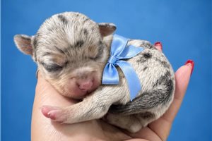 Silo - Chihuahua for sale