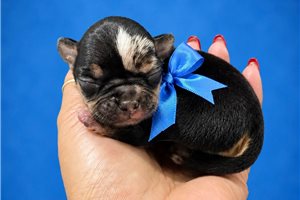 Sylvester - Chihuahua for sale