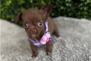 Adriana - Chihuahua for sale