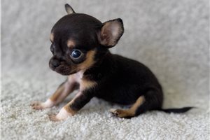 Shane - puppy for sale