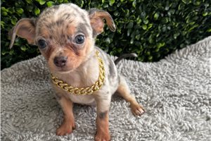 Silo - Chihuahua for sale